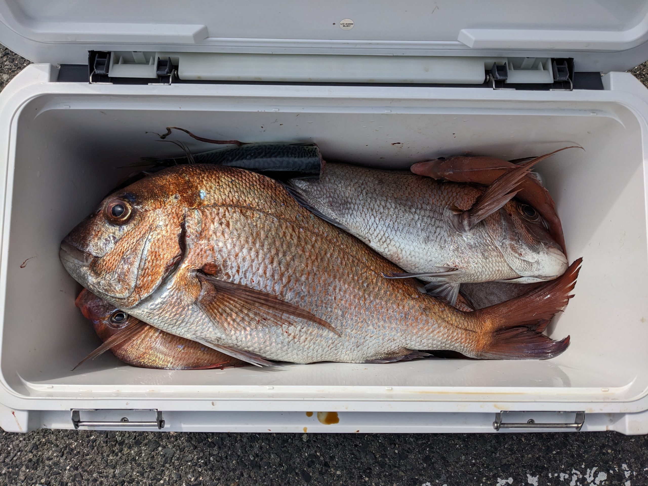 釣果報告！！マダイ、チヌ好調！！