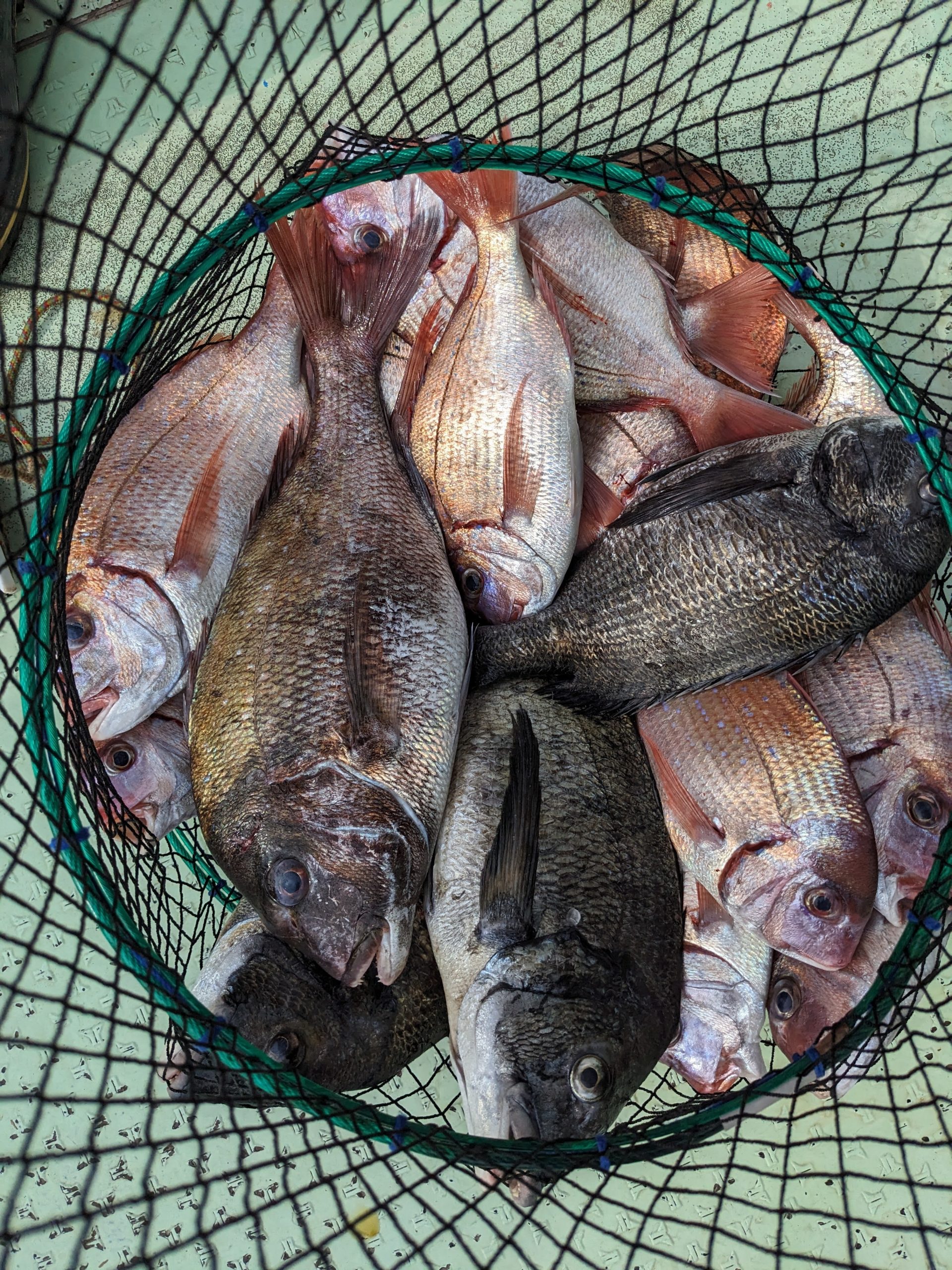 釣果報告！！