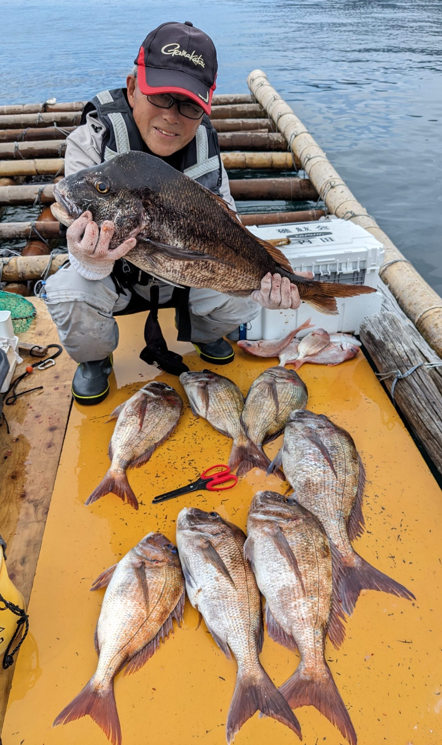 釣果報告！！マダイ、チヌ好調！！