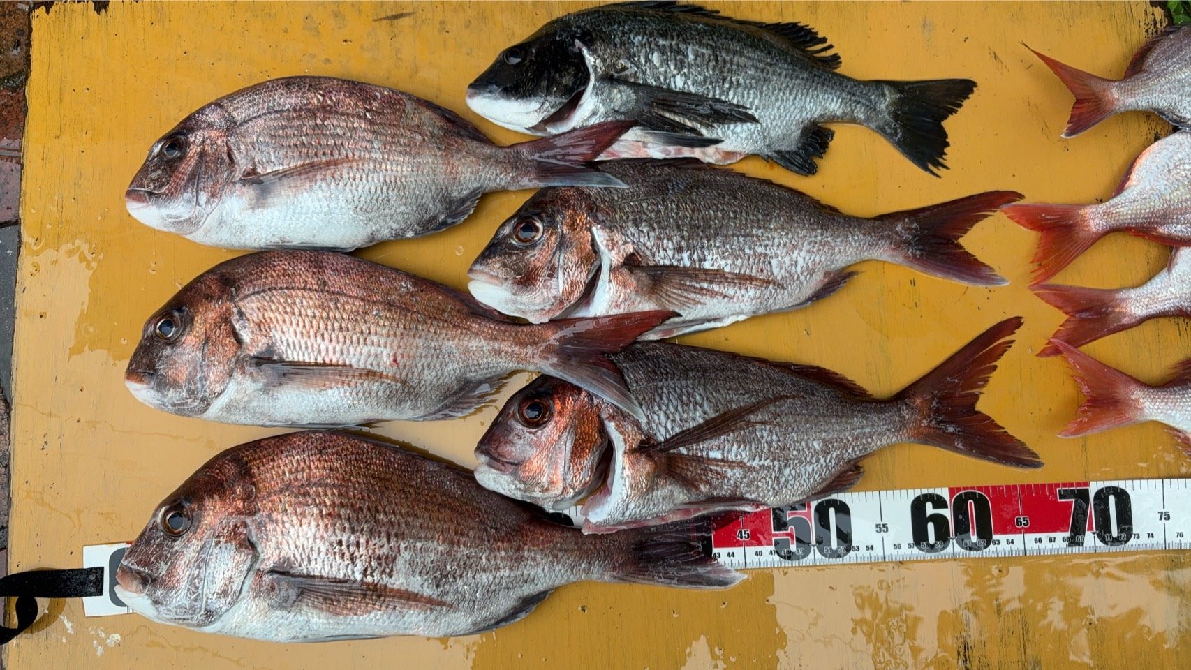 釣果報告！！