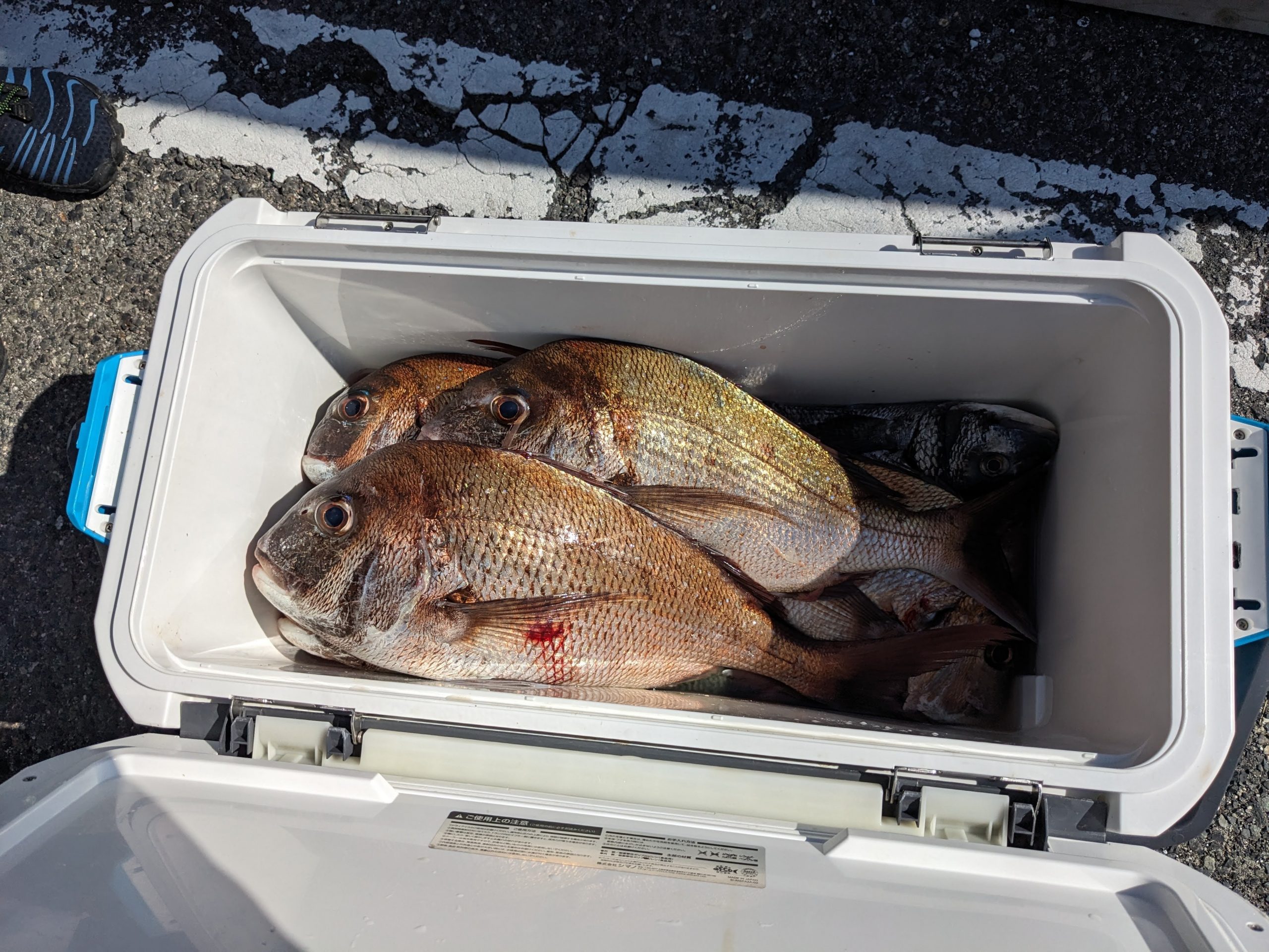釣果報告！！