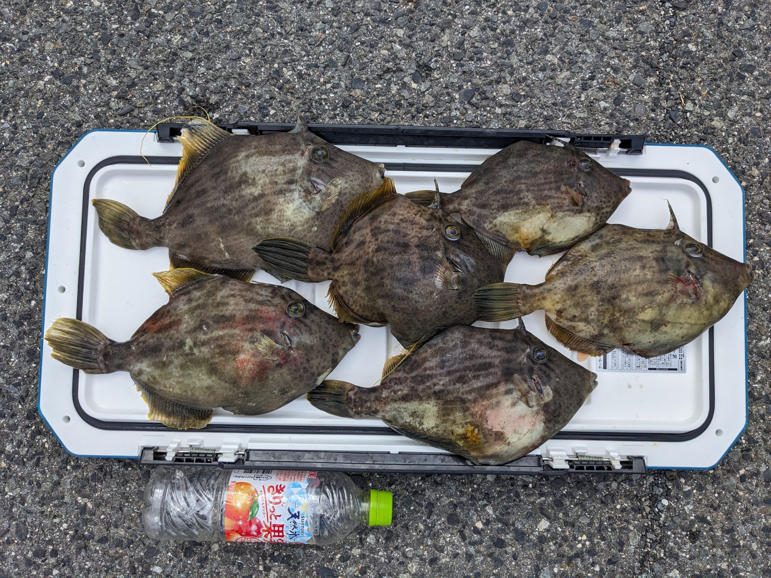釣果報告！！マダイ、チヌ、カワハギ！！