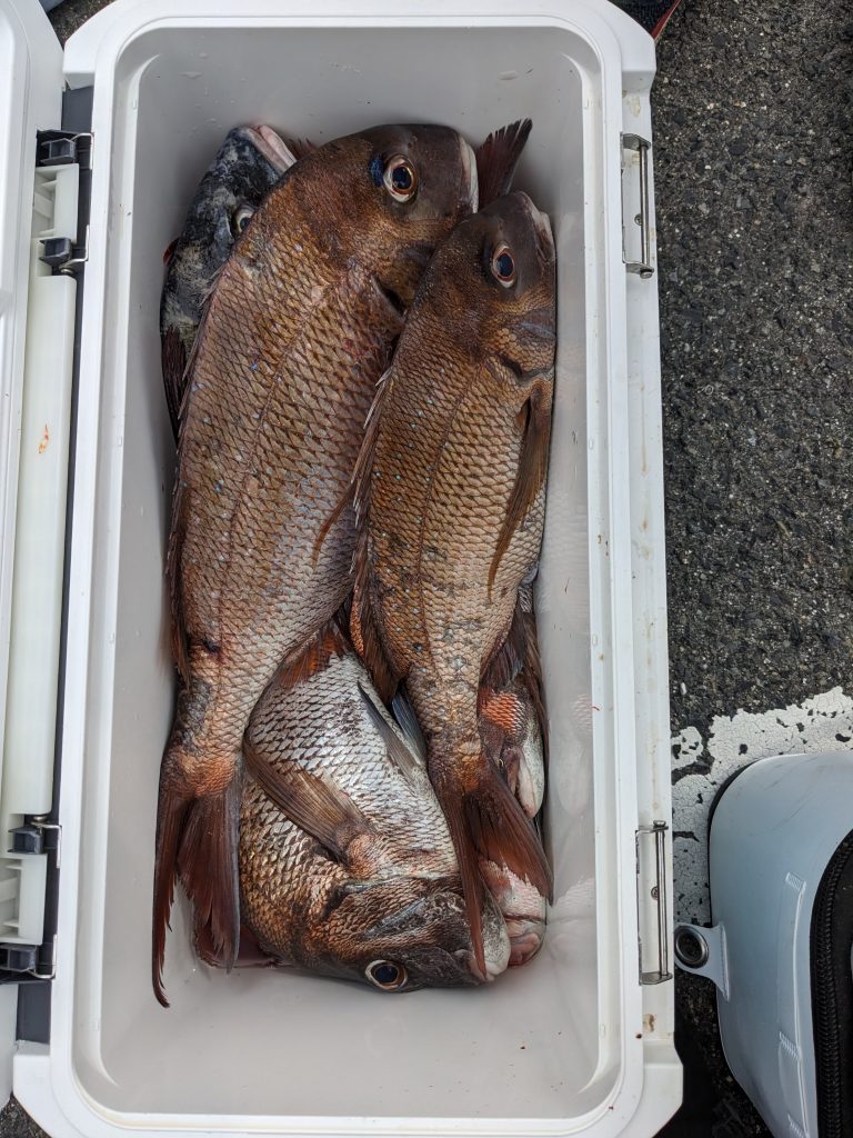 釣果報告！！デカバン連発！！