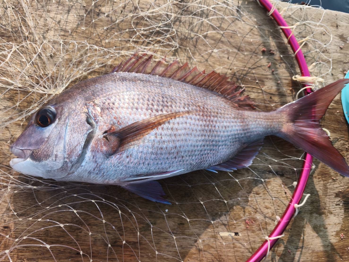 釣果報告！！