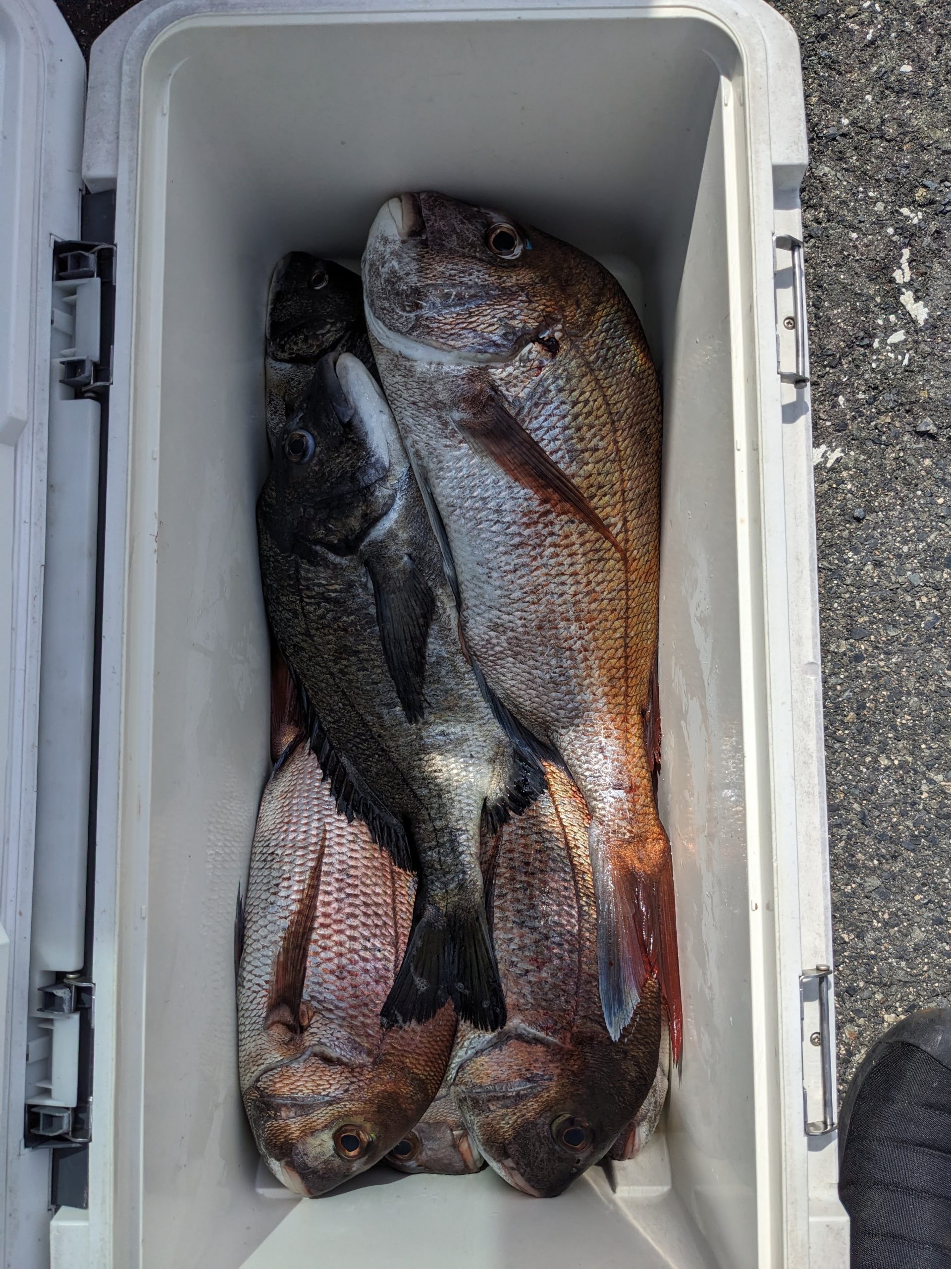 釣果報告！！