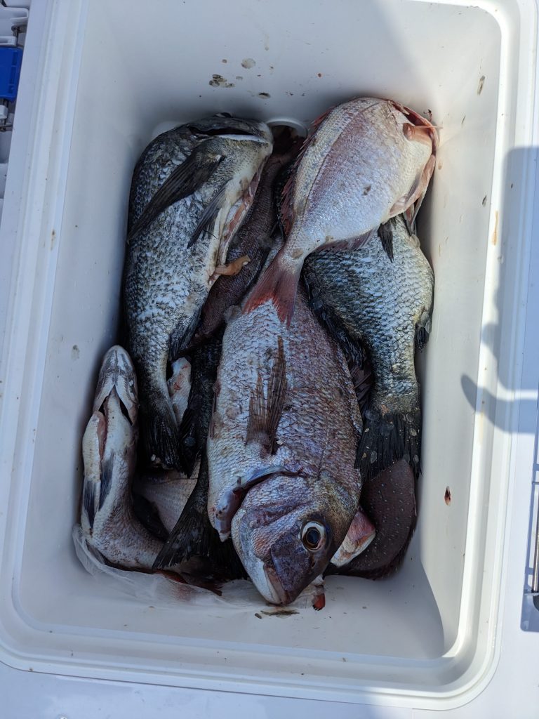 釣果報告！！デカバン出ました！！