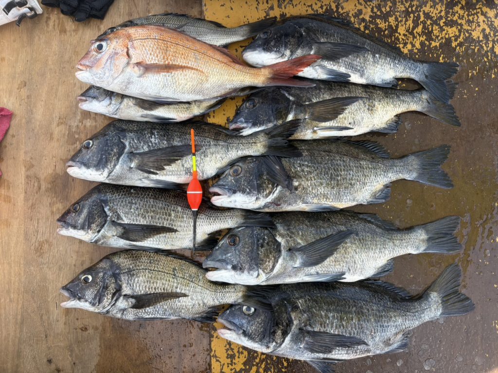 釣果報告!!チヌ二桁釣果!!