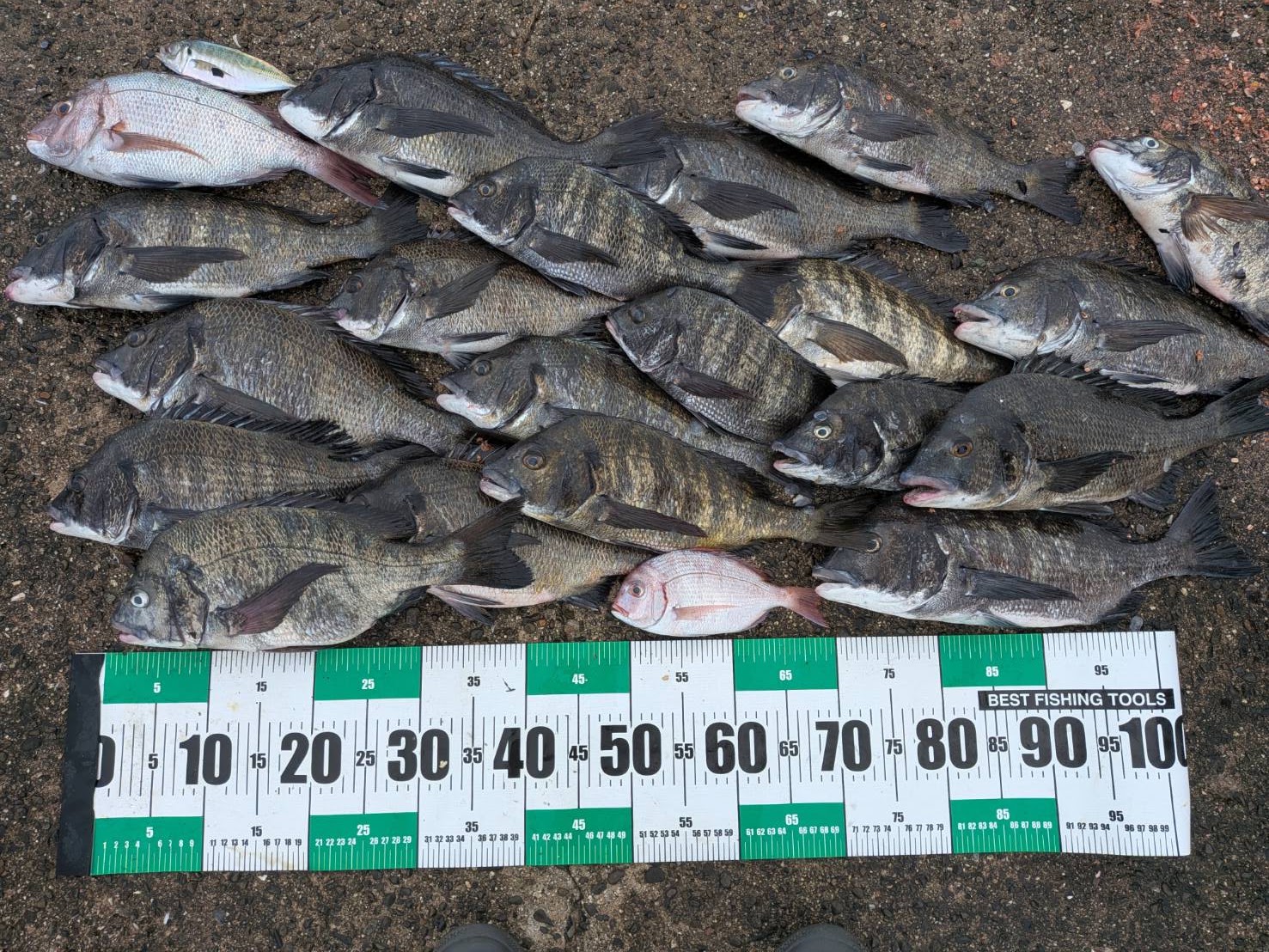 釣果報告！！