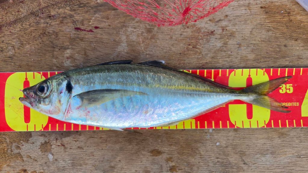 釣果報告！！大サバ、良型アジ！！
