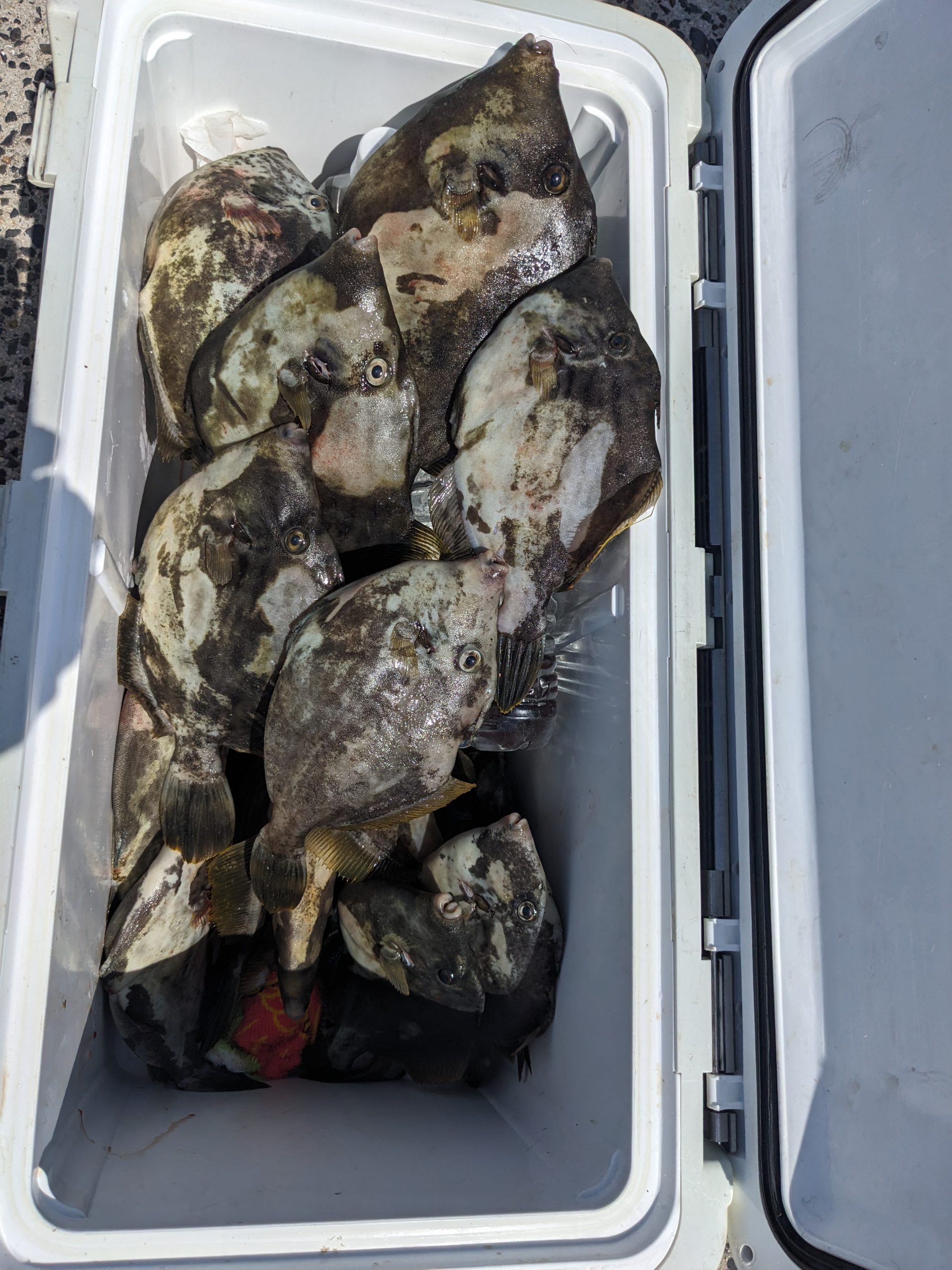 釣果報告！！チヌ、マダイ、カワハギ！！