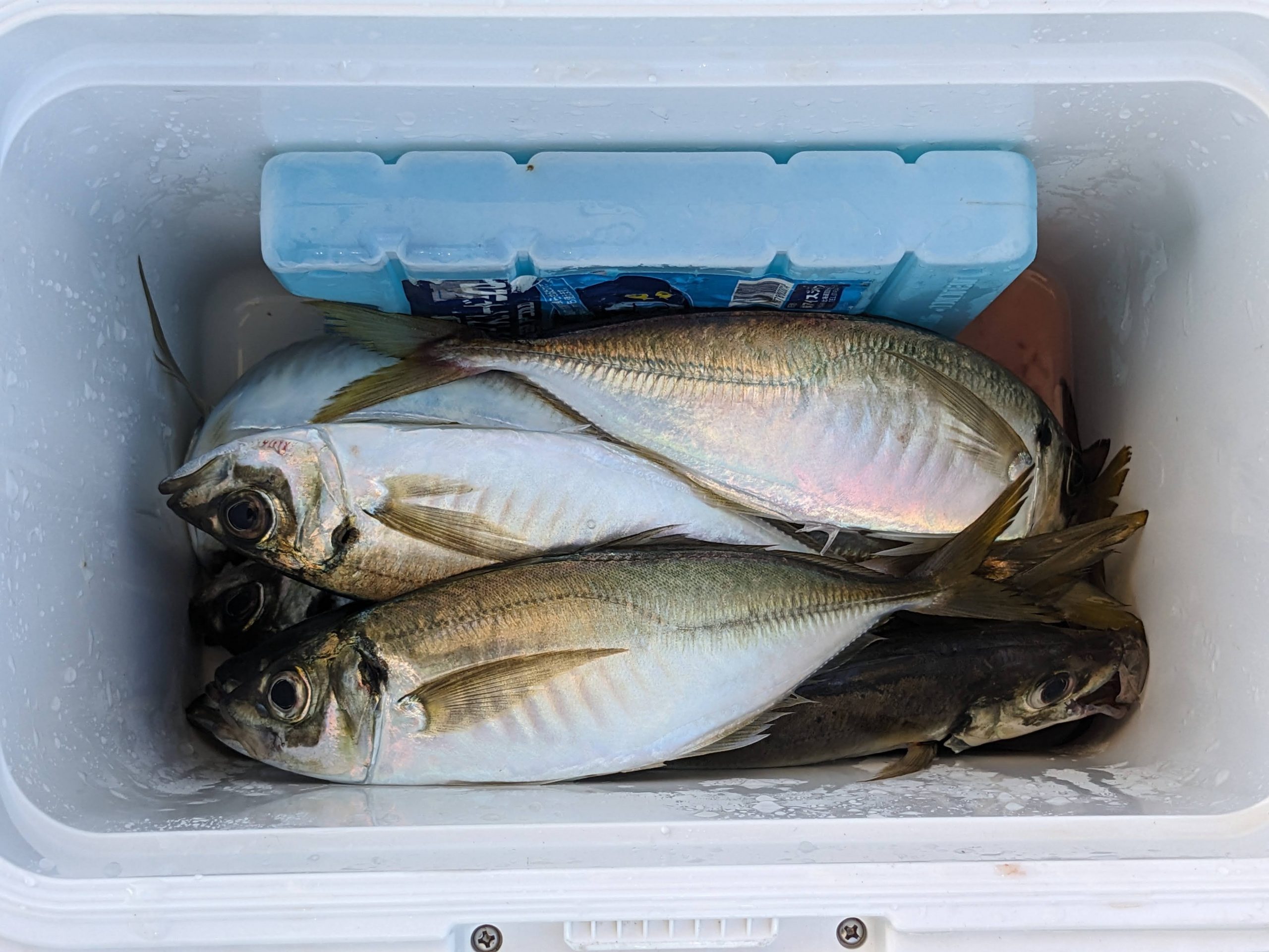 釣果報告！！サバ、アジ、カワハギ！！