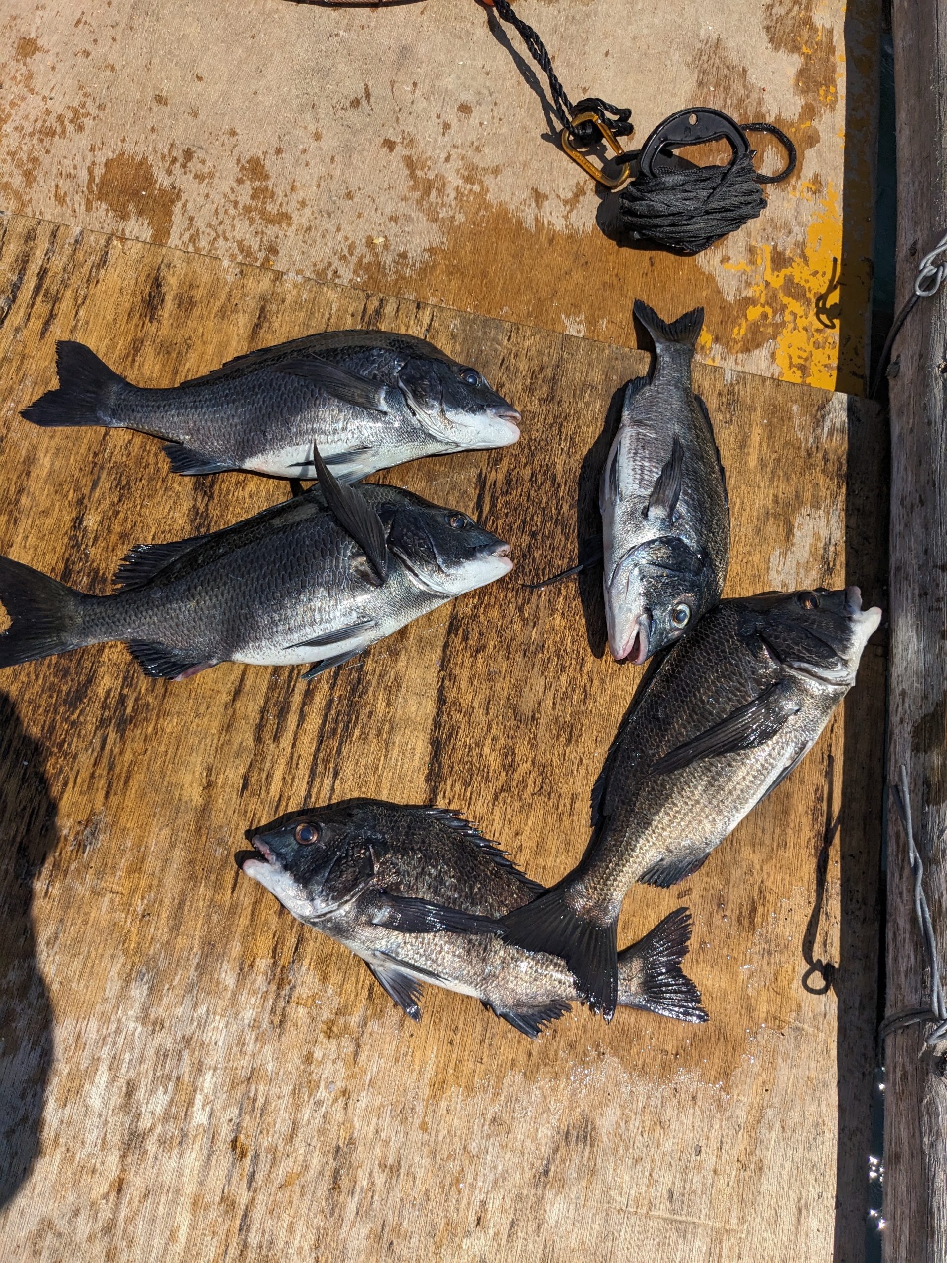 釣果報告！！