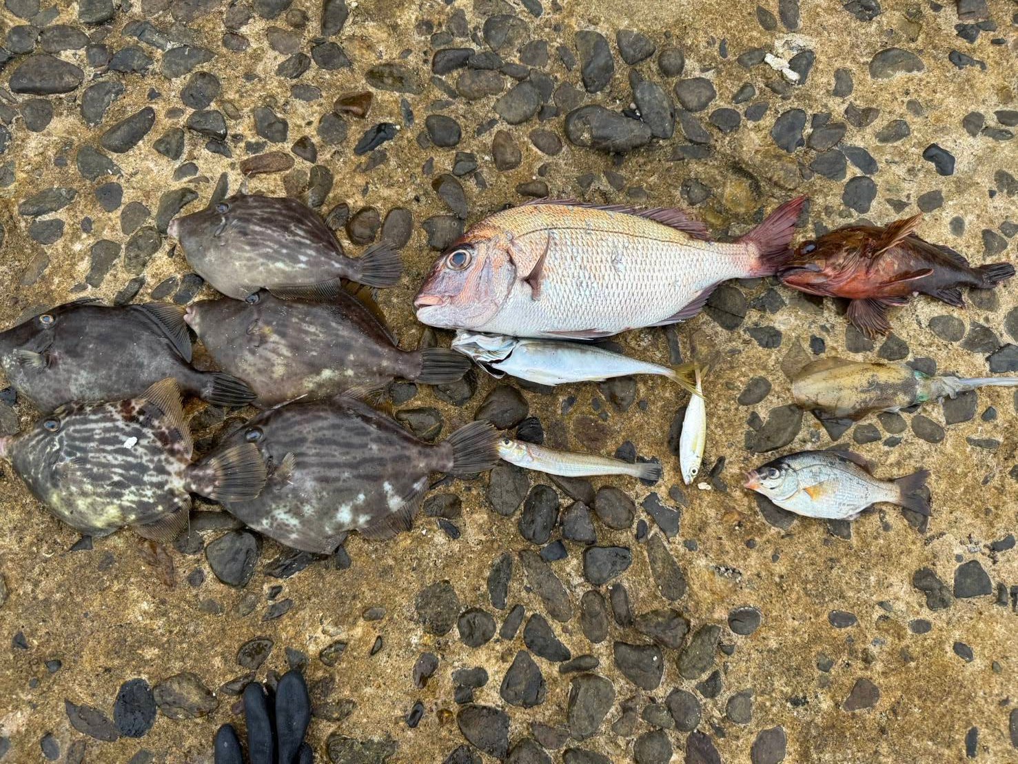 釣果報告！！