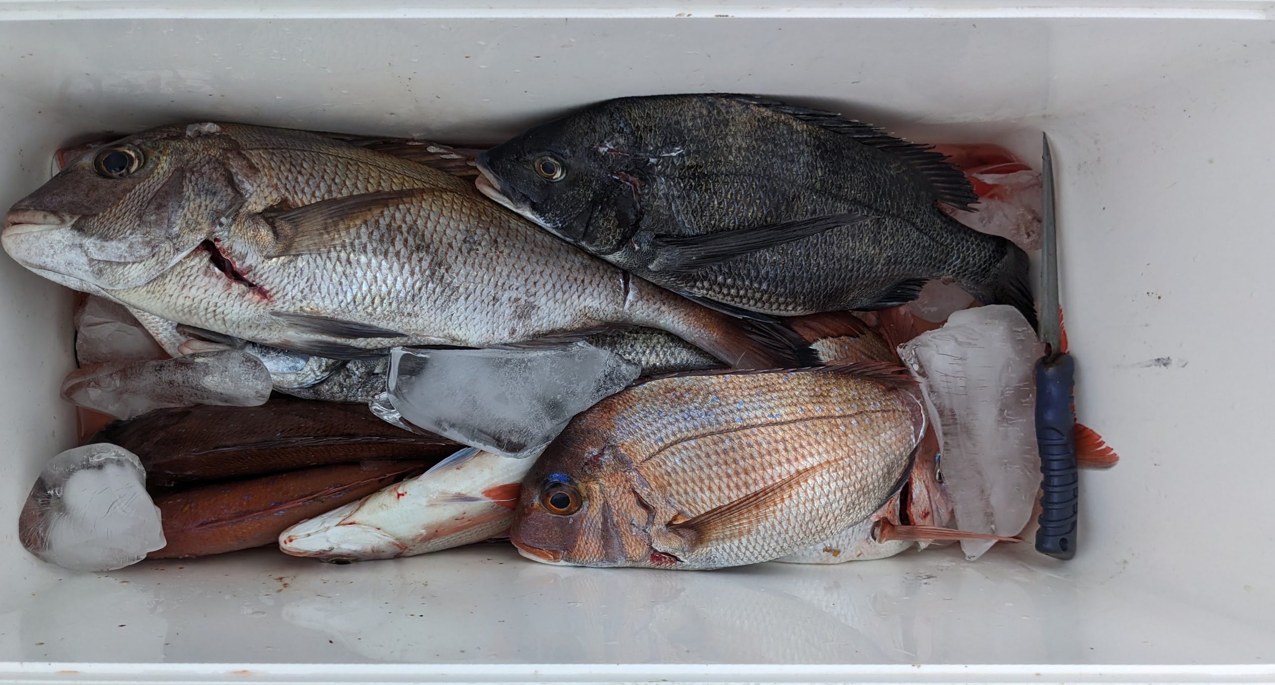 釣果報告！！