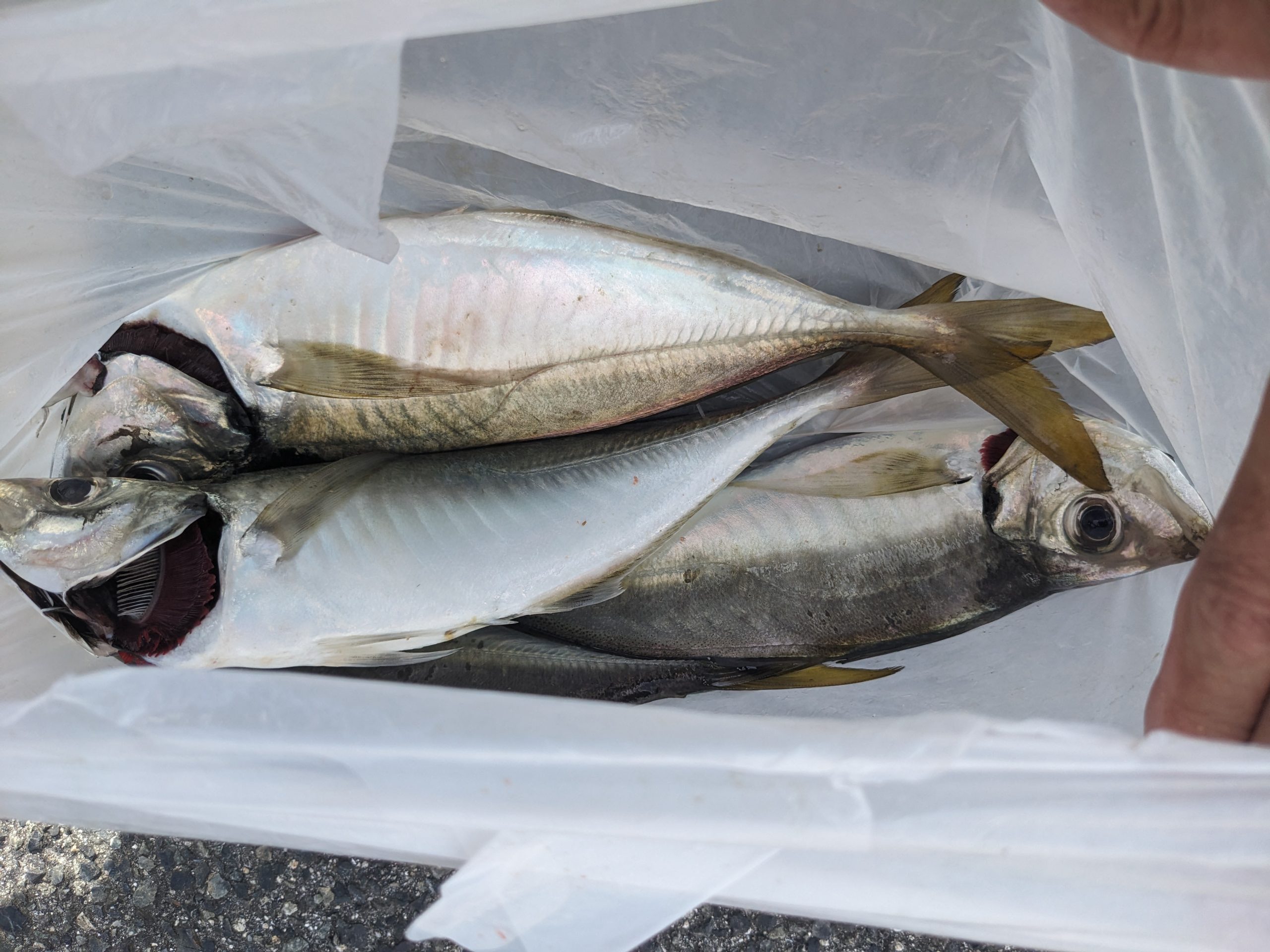 釣果報告！！釣果上向き！！