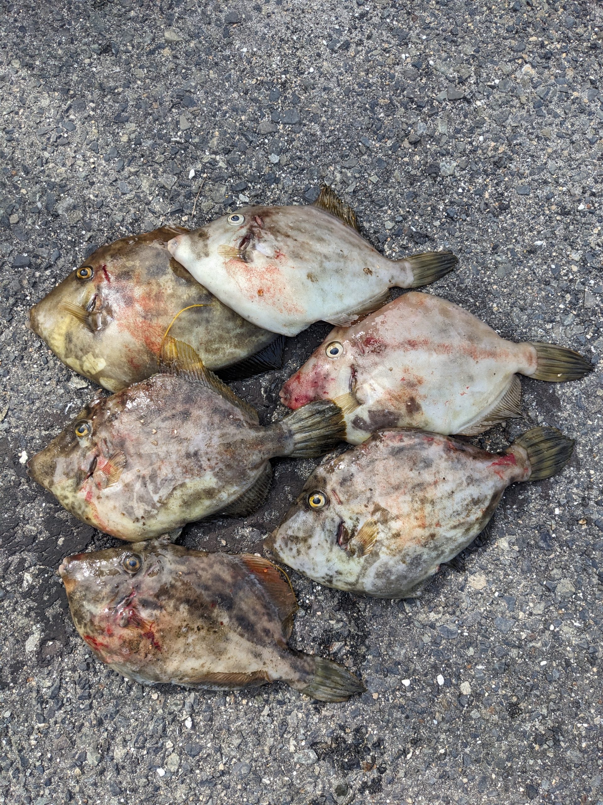 釣果報告！！